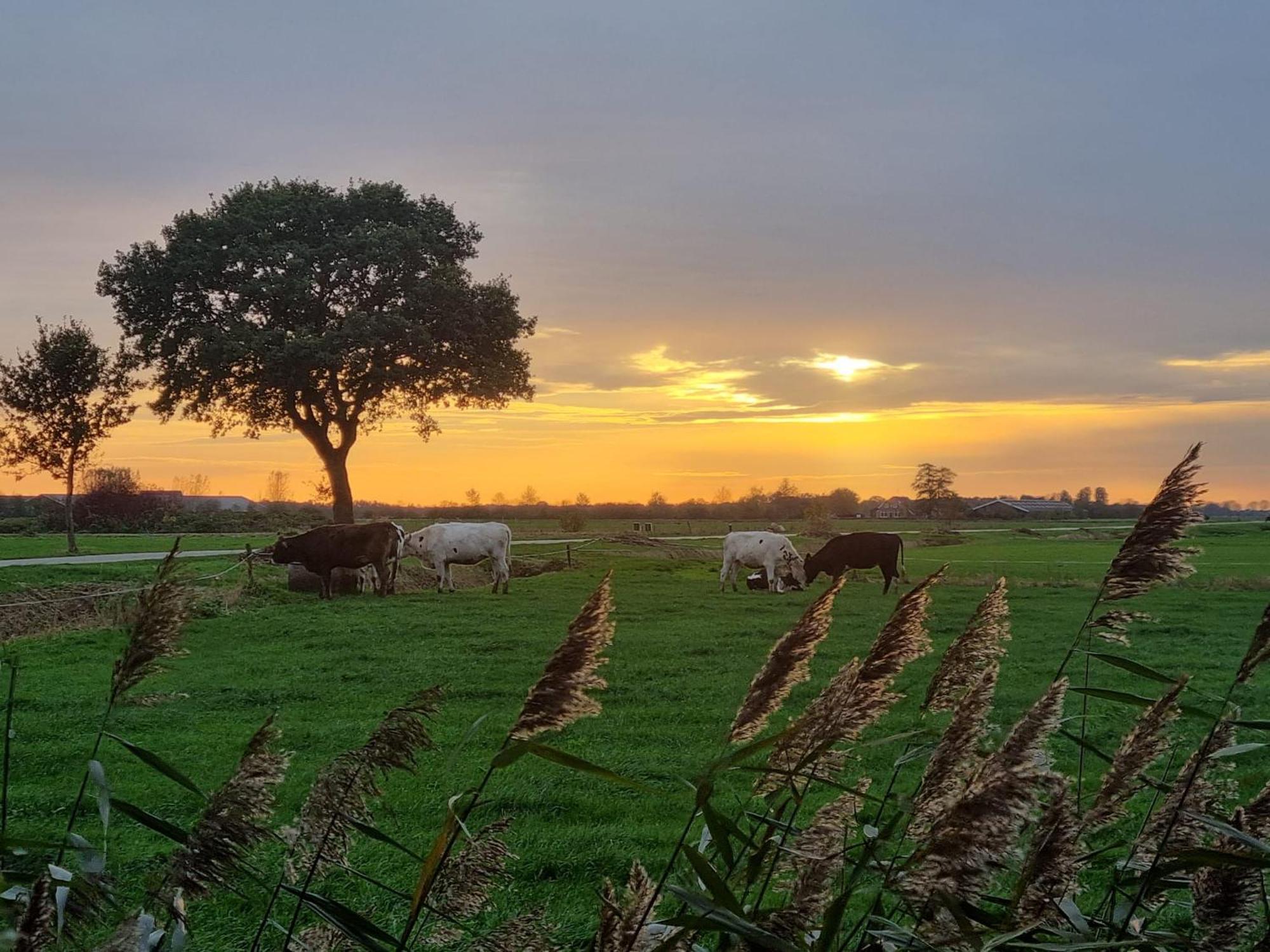 Guesthouse Het Gouden Eiland Veendam ภายนอก รูปภาพ